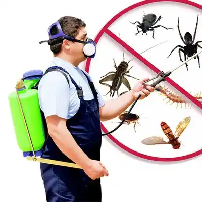pest control Erwin
